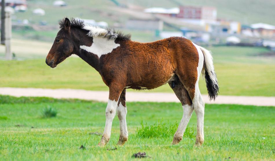 Foal Baby Horse