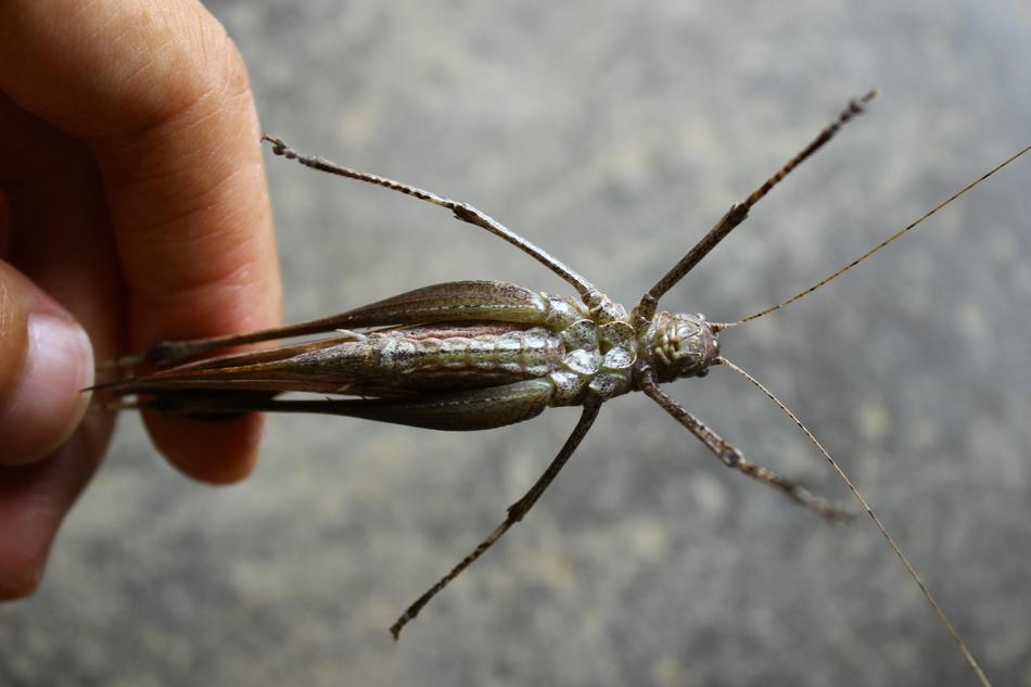 Insect Abdomen Tentacles