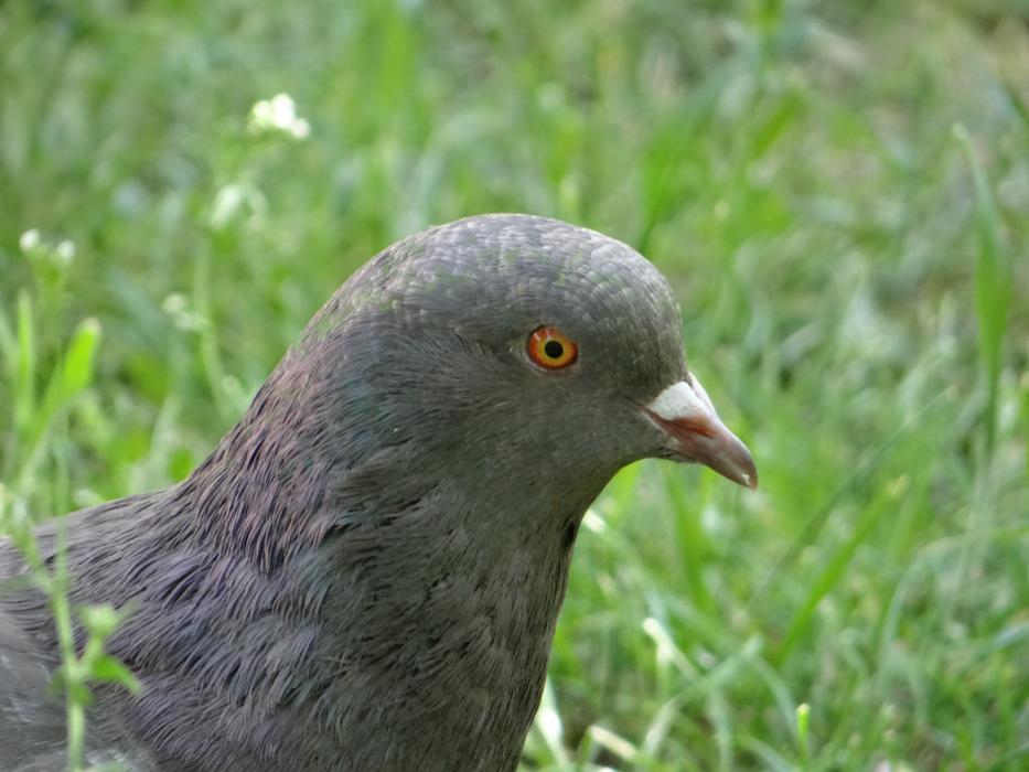 Dove Bird on grass