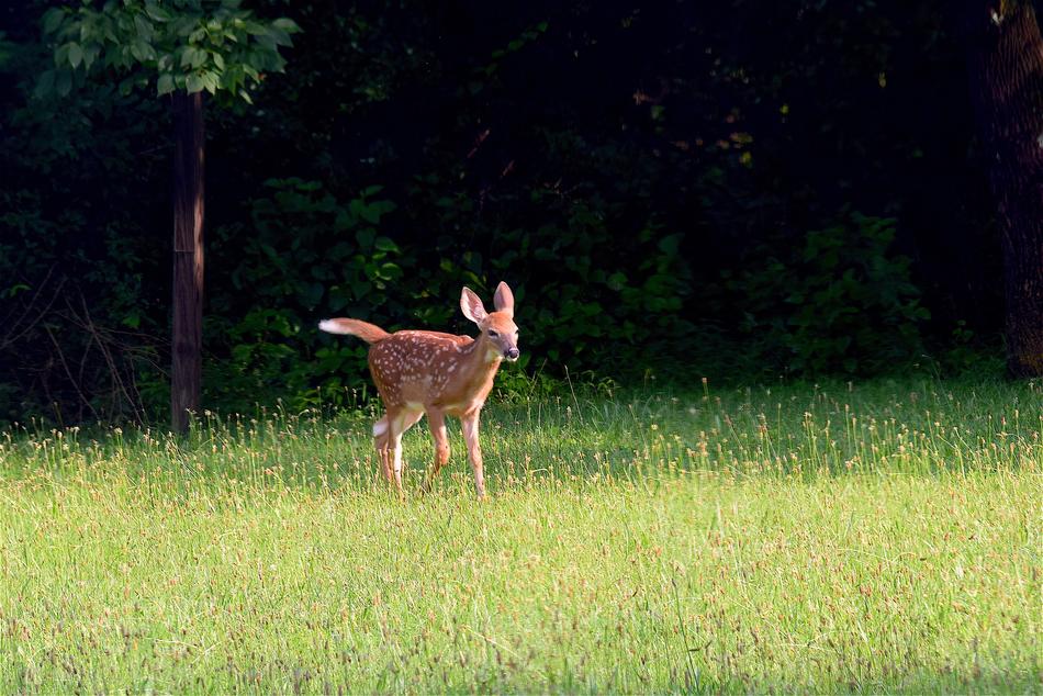 Fawn Running Grass