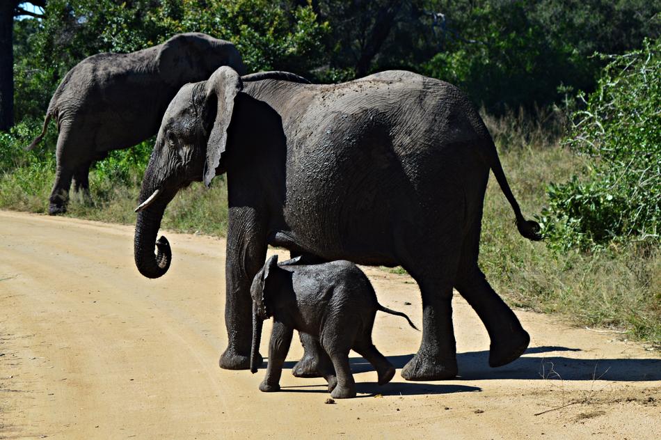 Elephants Young Wildlife