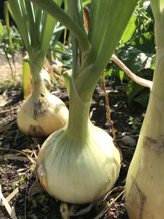 blooming garden onions