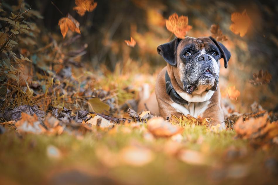 Dog Boxer Autumn