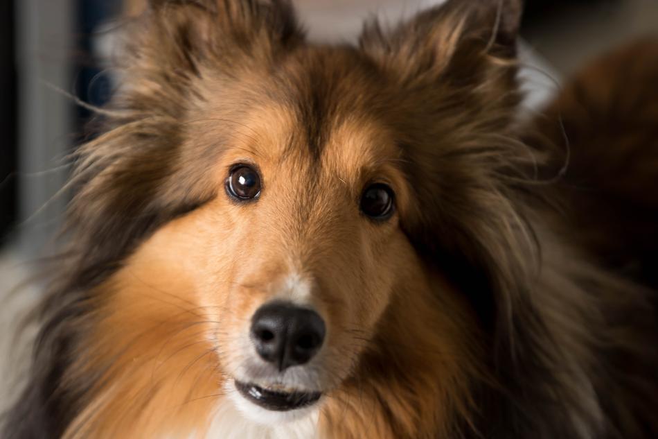 Dog Shelti Sheepdog