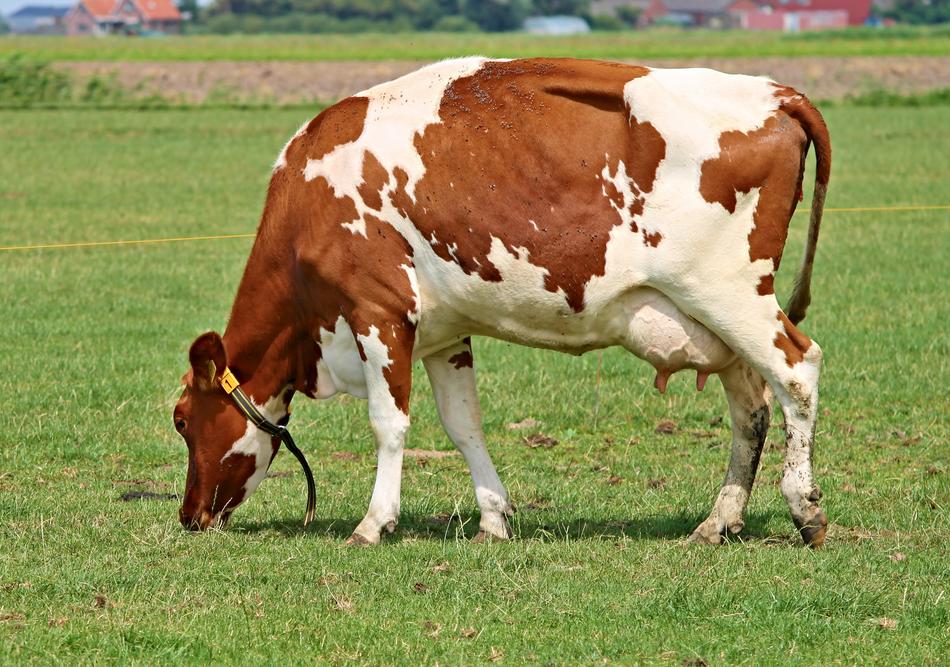 Cow Milk Beef