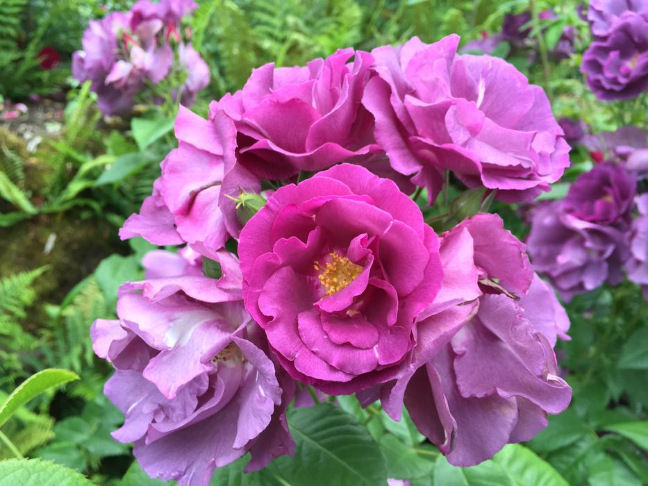 Beautiful pink flowers in the garden close-up