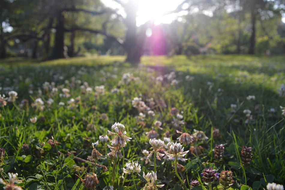spring flower trail
