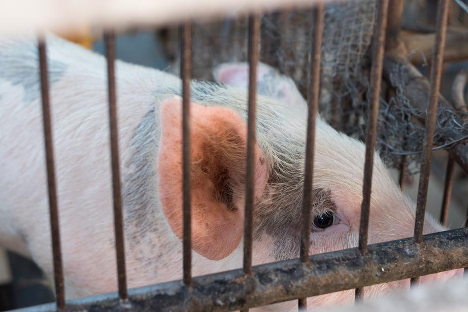 Animal Pork Little Piggy