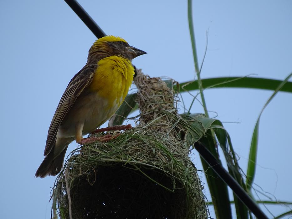 Bird Nature Wildlife