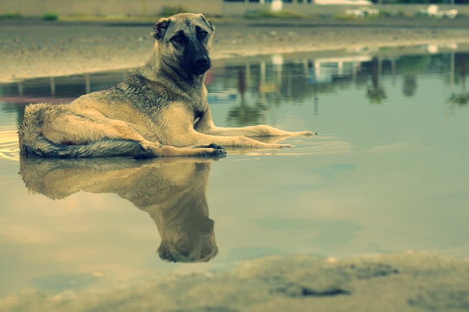 Dog Reflection Water