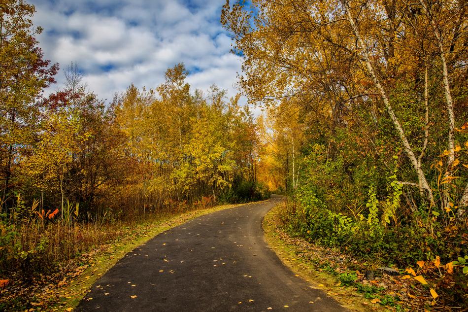 Fall Foliage Leaves