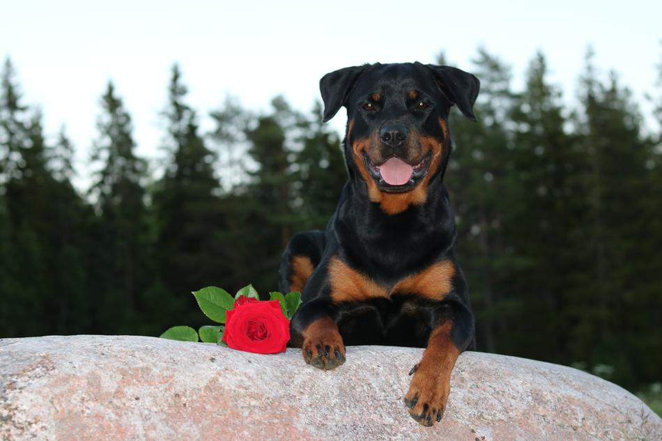Rottweiler dog with Rose