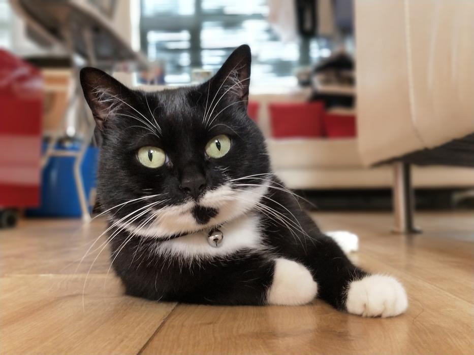 Cat Sat Laying