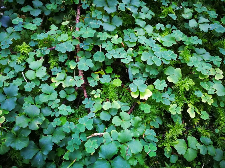 Shamrocks Plant Lucky Charm
