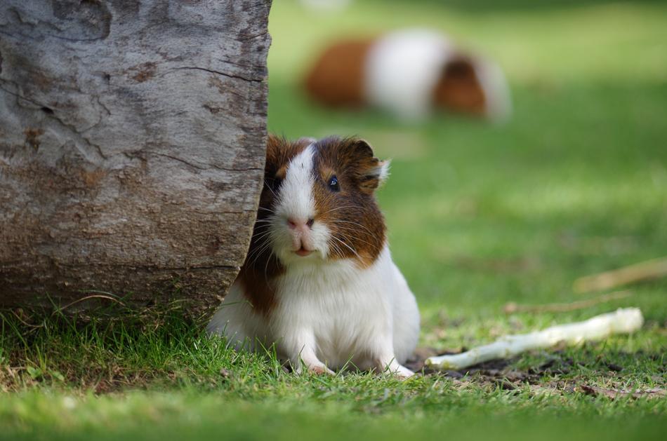 Guinea Pig Animal Hamster in garden
