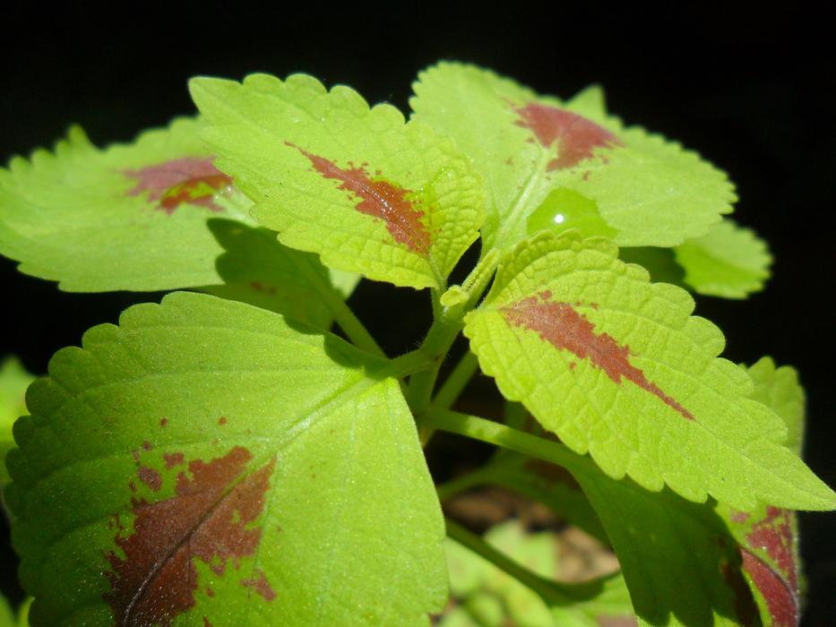 Leaf Nature Flora