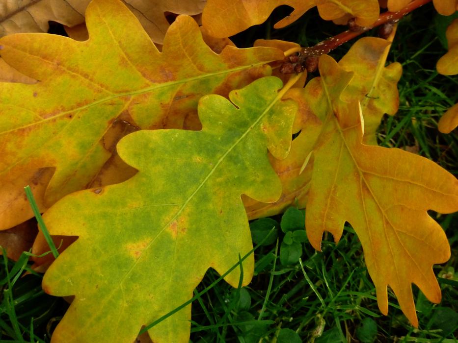 Leaf Oak