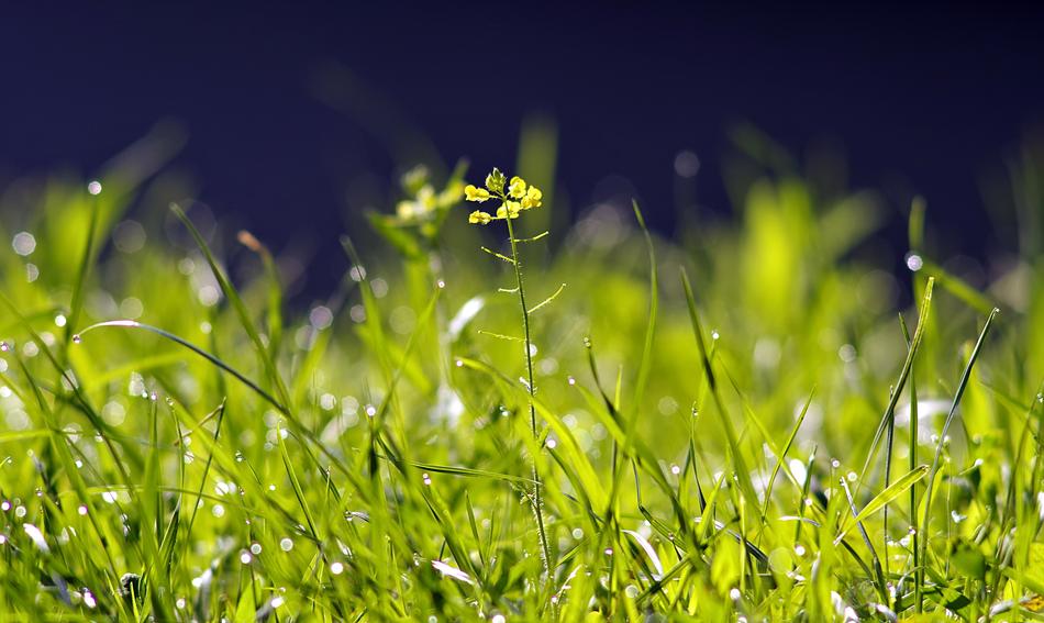 green grass at night