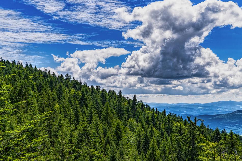green trees on a hill with clouds