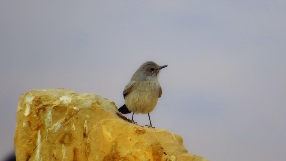 Bird Gray Israel Martha