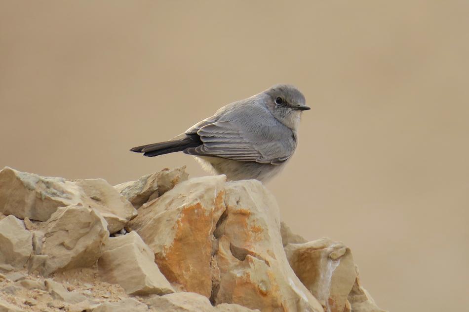 Bird Gray Israel Martha
