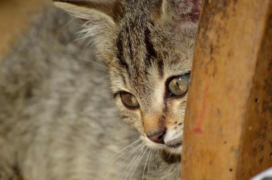 Tiger Cat Baby