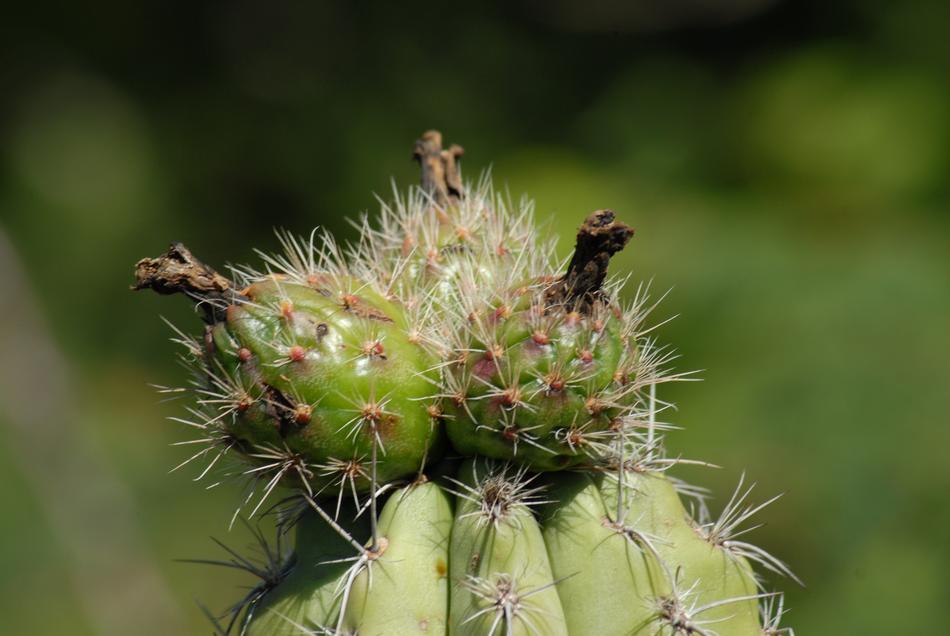 Thorny plant close up