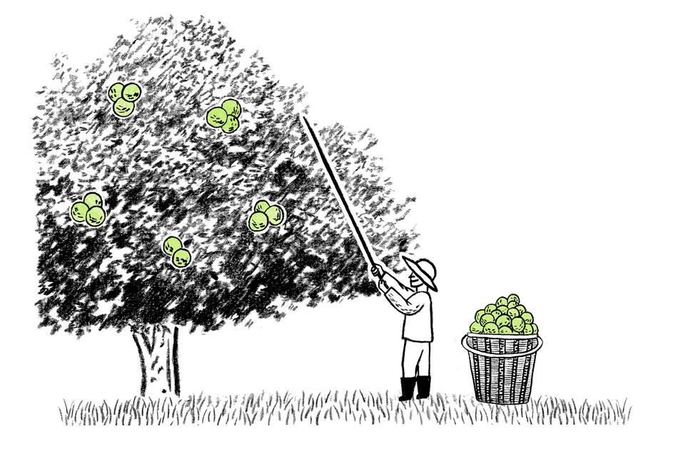 walnut walnut tree farmer nature