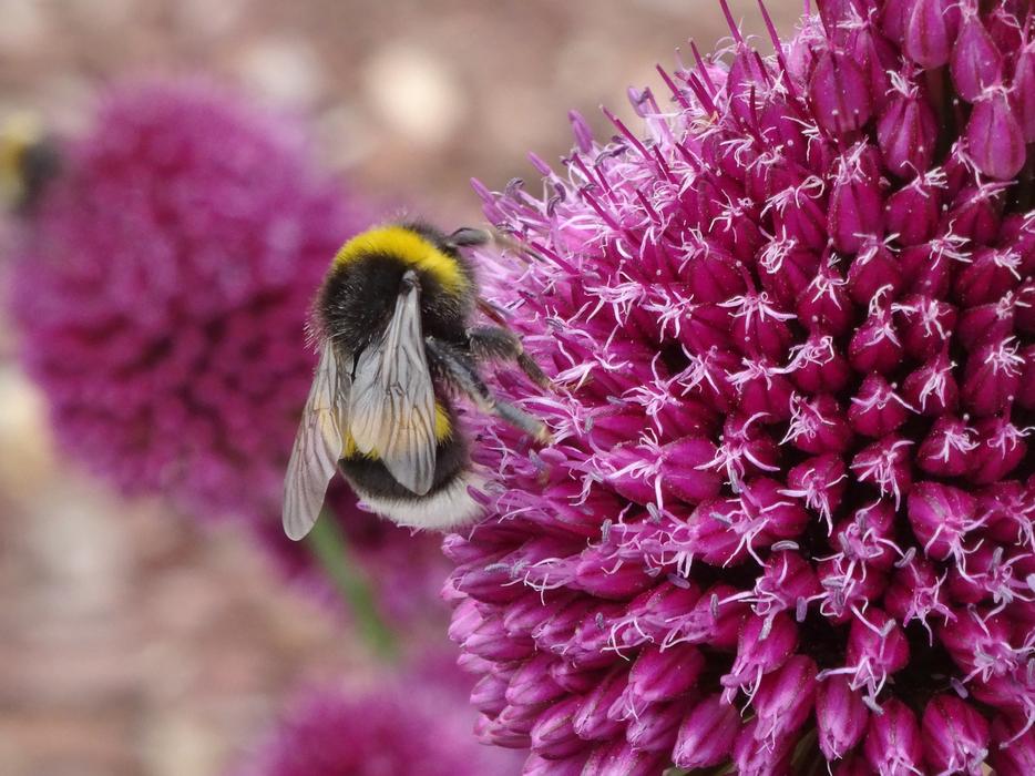 Bumblebee on a pink flower in close up