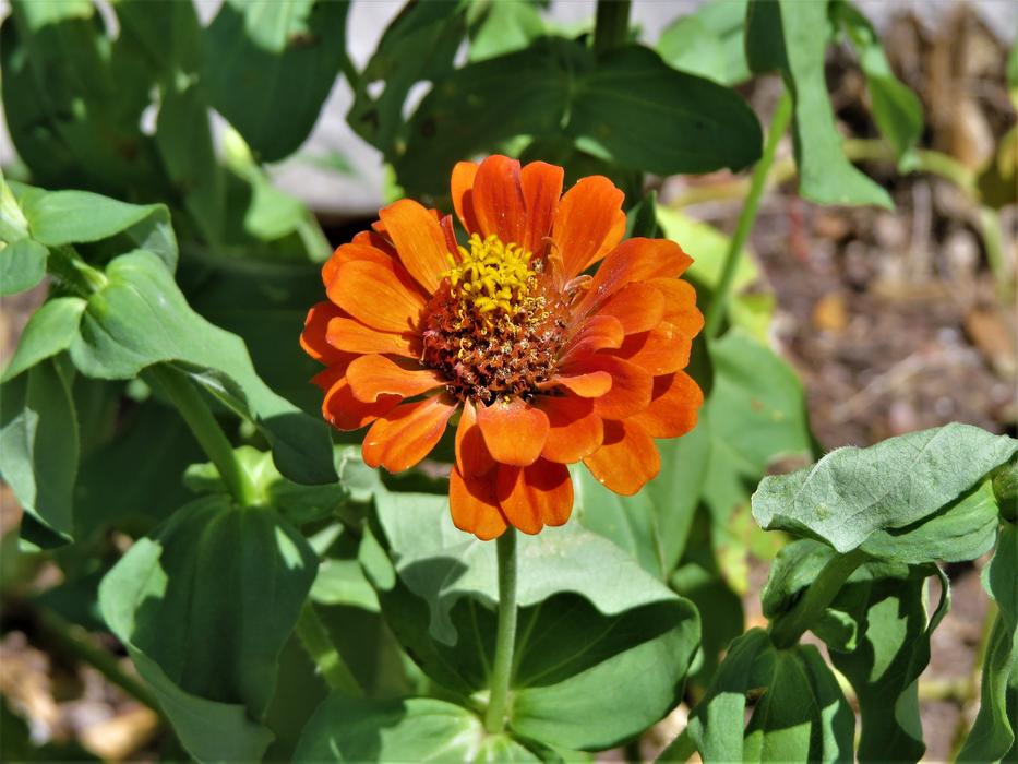 a little orange flower in the foliage