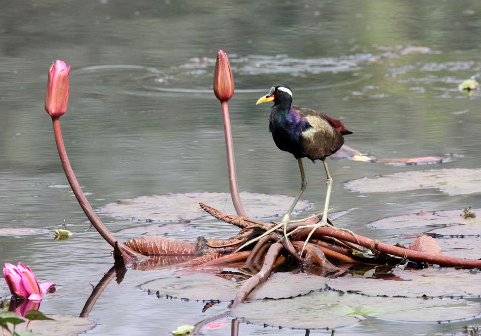 Bird Water Flower