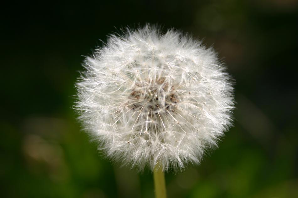 Blossom Bloom Seeds Flying