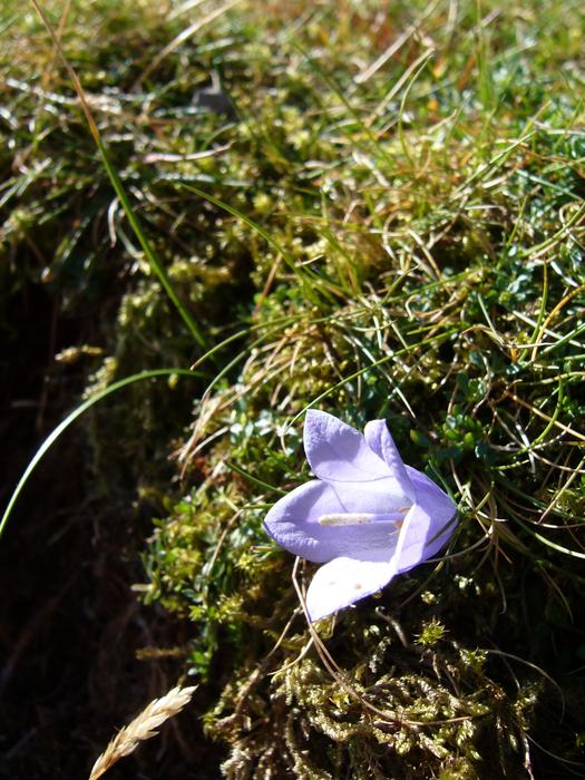 The Lake District Flower