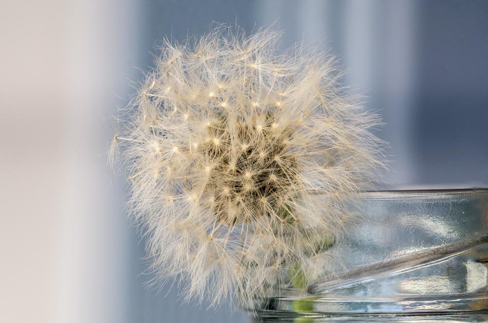 beautiful dandelion fluffy