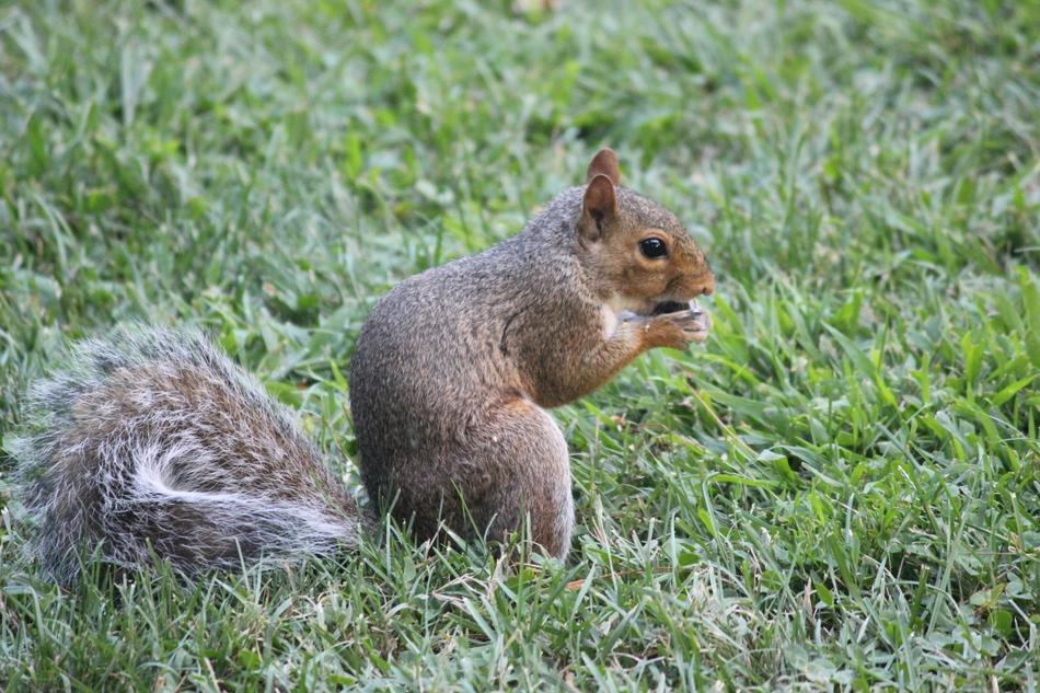 Squirrel Animal Nature