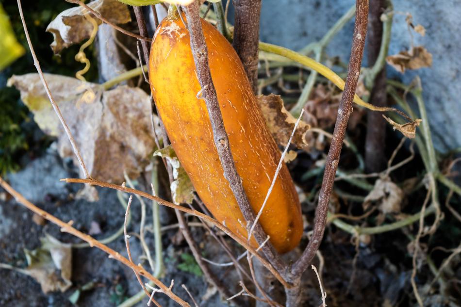 yellow sweet vegetable