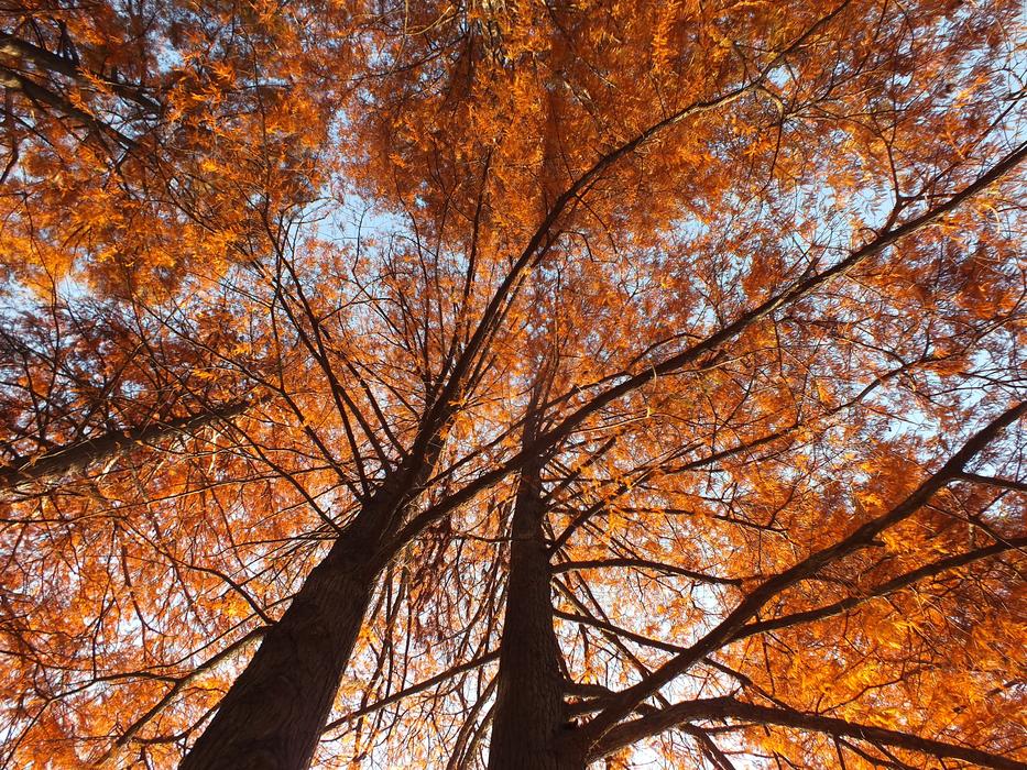 golden autumn blossom