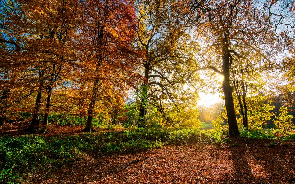 beautiful autumn forest in the sunlight