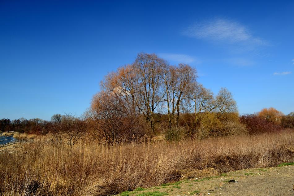 dry plants and trees
