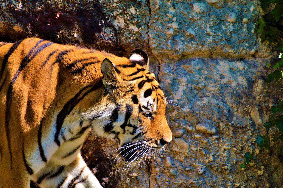 Tiger Big Cat