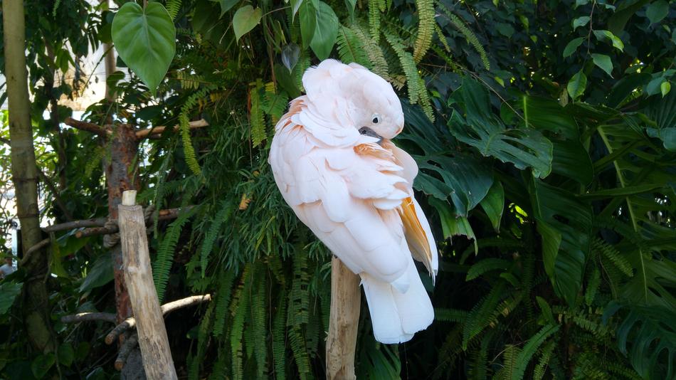 pink parrot in the green jungle