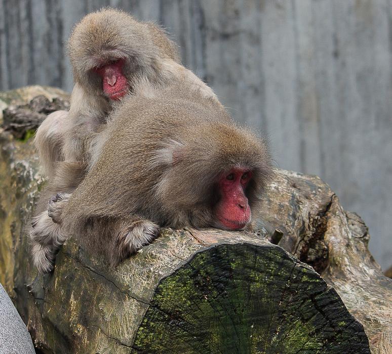 Monkey Animal Mammal