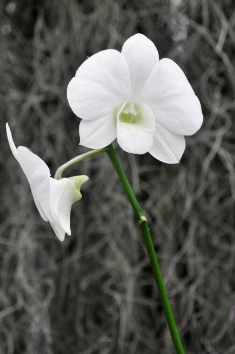 two white flowers on a green stem