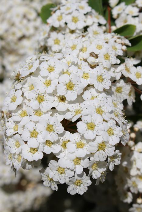 White Petals Blooming Spring