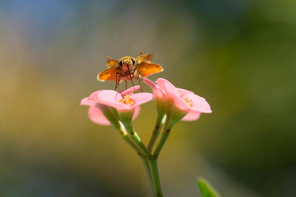 Moth Macro Pink