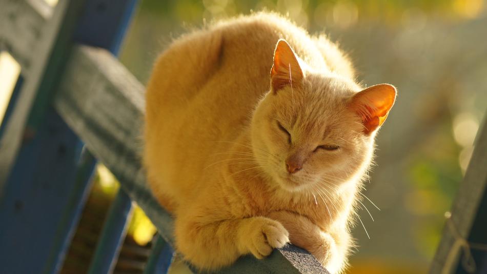 Cat House Of The
