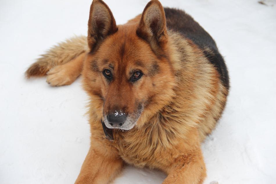 Dog Shepherd German