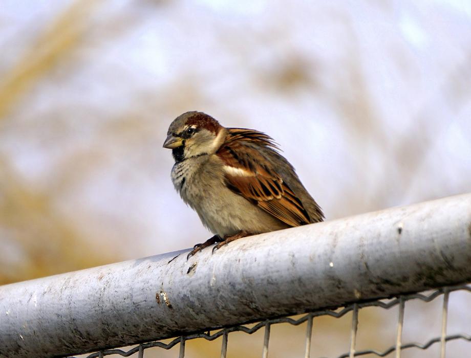 sparrow, male bird perched fence, blur background
