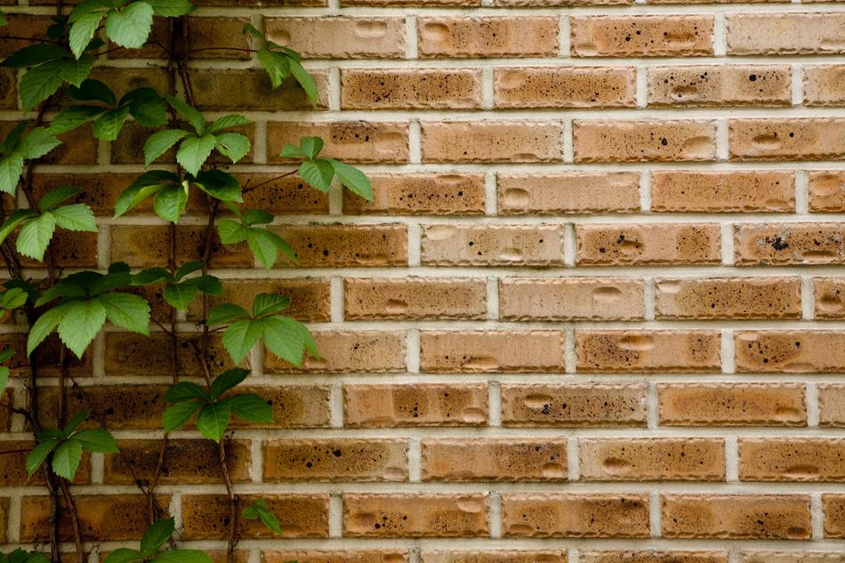 green leaves on the wall