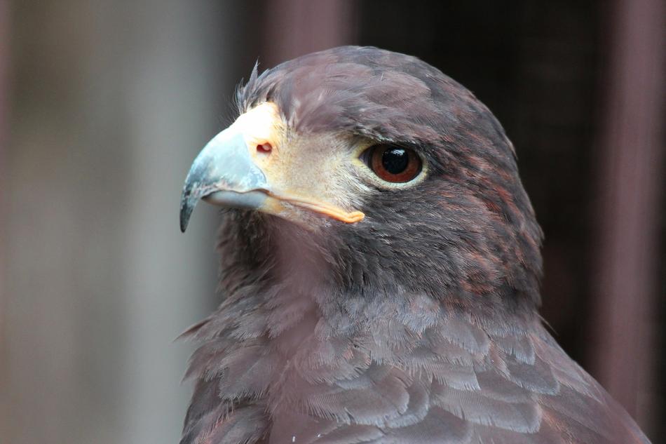 Animal Bird Beautiful